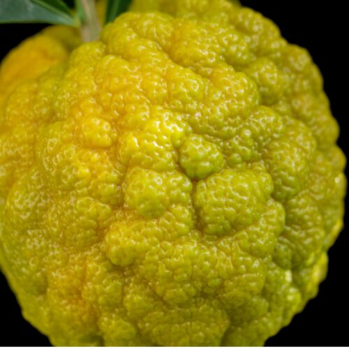 RoughLemon1-1