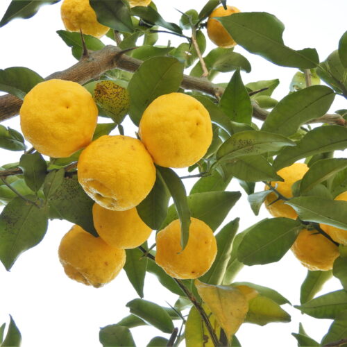 Yuzu1-1