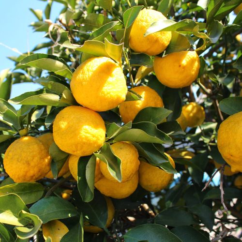 Yuzu1